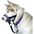 Недоуздок для собак White Wolf (корректор поведения, халти) Спорт Фиолетовый