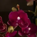 Орхидея Фаленопсис мини sogo rose D7
