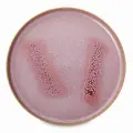 Тарелка обеденная Portmeirion Минералы Розовый кварц 26 см, керамика (PRT-MNRQ79437-XL-1)