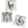 Набор тарелок Скелет Set Of 3 Plates Sciences Nat