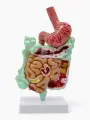Анатомическая модель «Макет кишечника человека, с желудком», 25 см