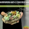Флорариум Кит с суккулентами