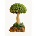 Настольный сухоцвет деревце Цетрария