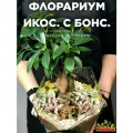 Флорариум с растениями готовый Икосаэдр Бонсай Фикус Микрокарпа
