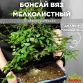 Бонсай Вяз Мелколистный (Ulmus Parvifolia) D20см, домашнее дерево