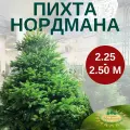 Пихта Нордмана новогодняя (живая Датская елка) 2,25-2,50 м