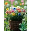 Луковицы цветов , Клумба , Анемоны 5 шт-Ранункулюсы 5 шт MIX