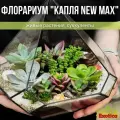 Флорариум Капля New Max (Капля Нью Макс) с суккулентами