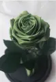 Живая Роза в колбе TheRoseDome Premium, цветок в колбе, вечная роза, подарок, декор для интерьера, цвет: зеленая