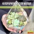 Флорариум с суккулентами Капля мал.