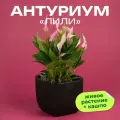 Антуриум Лили высота 30 см в кашпо Фабио 1.9л цвет черный