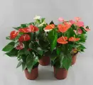 Антуриум Андреанум микс, декоративно-цветущий, высота 50 см, горшок D14