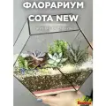 Флорариум c суккулентами Сота New