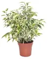 Фикус Бенджамина Твайлайт - Ficus Benjamina Twilight D14 H30
