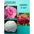 Пионы, многолетние цветы Микс из 3 штук