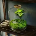 Флорариум с подсветкой от Neopure - Бронко/экосистема с живым мхом