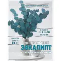 Эвкалипт стабилизированный сухоцвет для декора