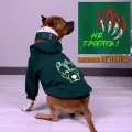 Кофта для собак с вышивкой Не трогать от DOGTON средних и крупных пород. Худи с начесом и капюшоном для прогулок и выставки. Размер XXL