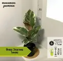 Фикус Эластика Тинеке, D11см H40см, 1шт, Россия