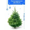 Пихта Кавказская, новогодняя живая елка, 125-150 см