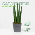 Сансевиерия Цилиндрика высота 30-45 см в горшке d12 см спагетти