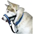 Недоуздок для собак White Wolf (корректор поведения, халти) Спорт Синий
