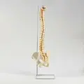 Макет Позвоночник человека, анатомическая 3D модель, наглядный материал по анатомии для школьников и студентов, набор по биологии для исследований строения тела, 74 см