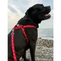 Шлейка эрго-анатомическая Japan Premium Pet с двойной фиксацией антисрыв и силиконовым креплением для собак до 30 кг