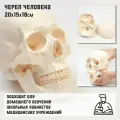 Макет Череп человека 20*15*18см