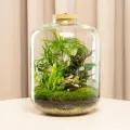 Большой тропический флорариум Преципуя с подсветкой/ экосистема с живым мхом от бренда Neopure