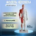 Анатомическая модель для акупунктуры и анатомии мужчина c мышцами и точками для иглоукалывания 60см