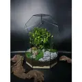 Флорариум с мирсиной африканской от Flolefor Лесной гость