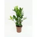 Замиокулькас 3+ветки / долларовое дерево / высота 40-50см, диаметр горшка 12см