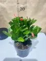 Шлюмбергера (Schlumbergera) Декабрист
