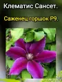 Клематис Сансет