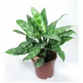 Аглаонема Мария (35)