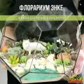 Флорариум Энке с суккулентами