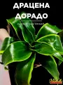Драцена Дорадо (Dracaena Fragrans Dorado) D12см, домашний цветок