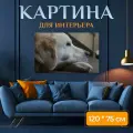 Картина на холсте Собака, золотистый ретривер, ретривер на подрамнике 120х75 см. для интерьера
