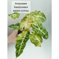 Алоказия Амазоника аурея сплэш / клубень мелкий