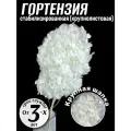 Гортензия стабилизированная
