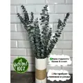 Эвкалипт стабилизированный/Бэби блю(baby blue)/зеленый/60-65см