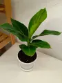 Комнатный Банан Муса Тропикана в кашпо 17/50