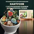 Набор для выращивания суккулентов с натуральными камнями Кактусы Микс