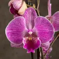 Орхидея Фаленопсис Биг Лип Royal Smile 2 ст