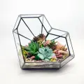 Флорариум с суккулентами Сердце-кристалл 19х15см