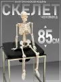 Анатомическая модель СКЕЛЕТ человека на подставке настольная 85см