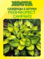 Хоста, саженцы 2 штуки