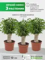 Растения для дома Фикус Бенджамина Наташа в джуте комплект из 3-х шт