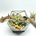 Флорариум Яркий с кактусами Икосаэдр 14см (Ø16см)